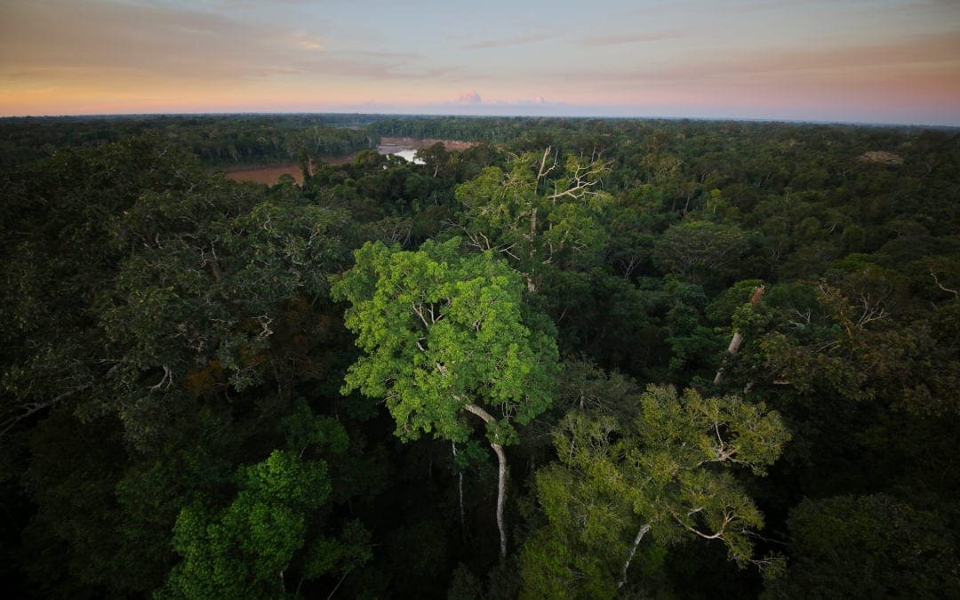 First Coronavirus deaths reported in indigenous communities that live in Amazonia (National Geographic).