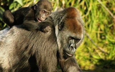 Endangered animal species susceptible to COVID 19 infection